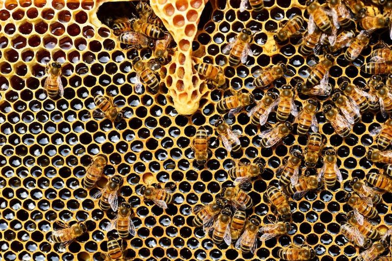 Hive Temperature Control