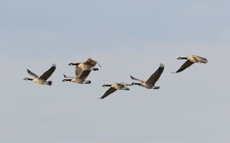Why Flying In Formation Makes Sense