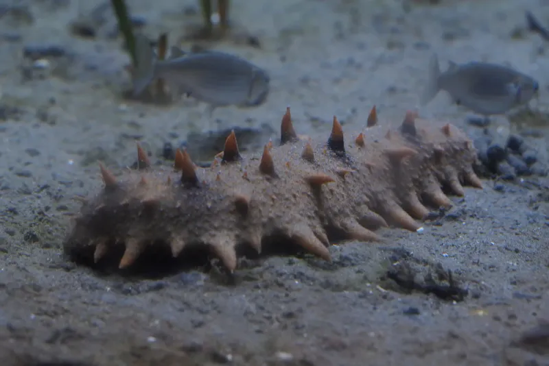 Sea Cucumbers