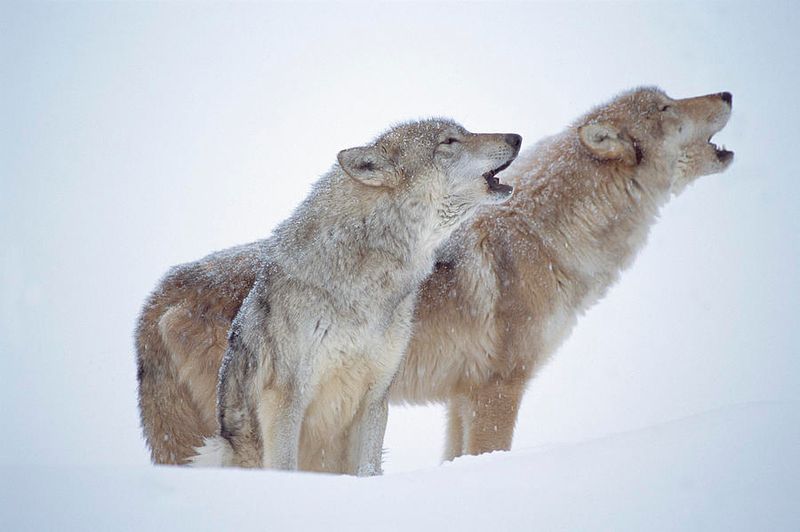 The Power Of The Canadian Timber Wolf