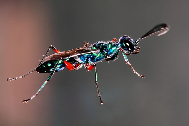 Adult Female Parasitic Wasps