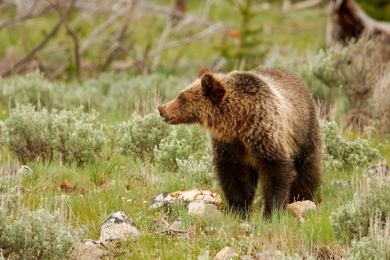 Could Reintroducing Bears Improve Yellowstone's Ecological Balance?