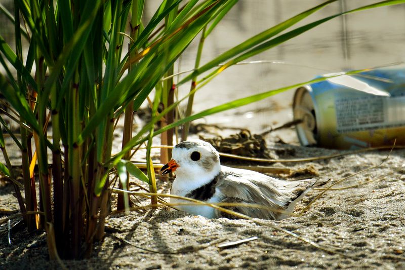 Ground-Nesting Birds And Human Encroachment