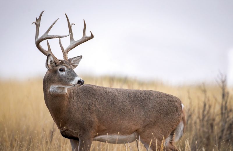 What This Record-Breaking Deer Tells Us About Idaho's Ecosystem