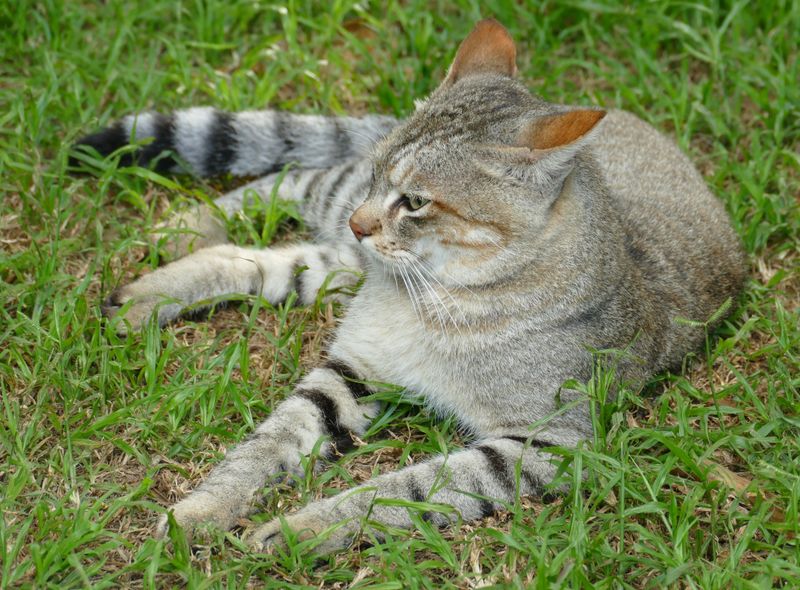 Why The Afro-Asiatic Wildcat Is Now Endangered