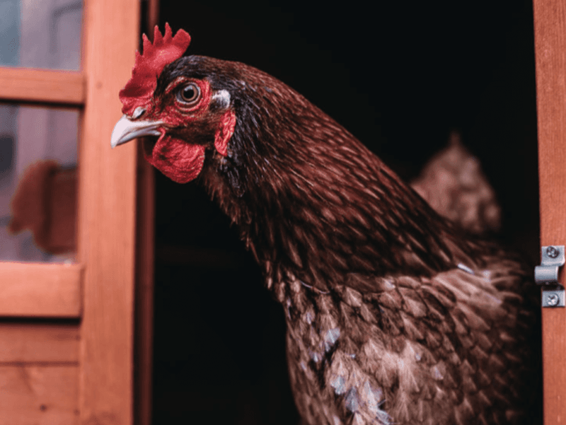 Common Health Issues That Shorten A Chicken's Life