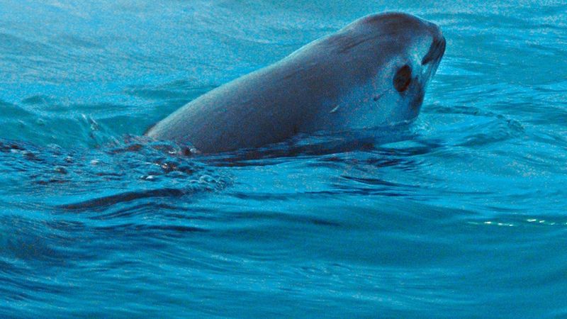 How Climate Change Affects The Vaquita's Habitat