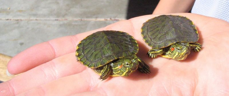 Do Red-Eared Sliders Age Like Other Turtles?