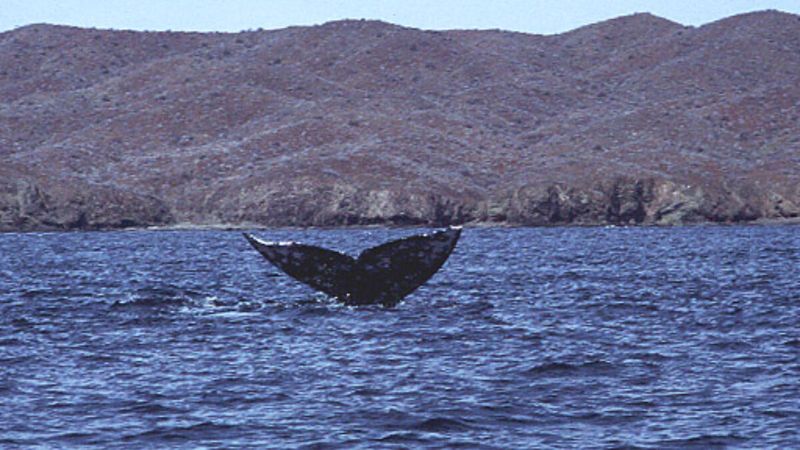 Acidification: A Silent Threat To Dolphins, Orcas, And Their Prey