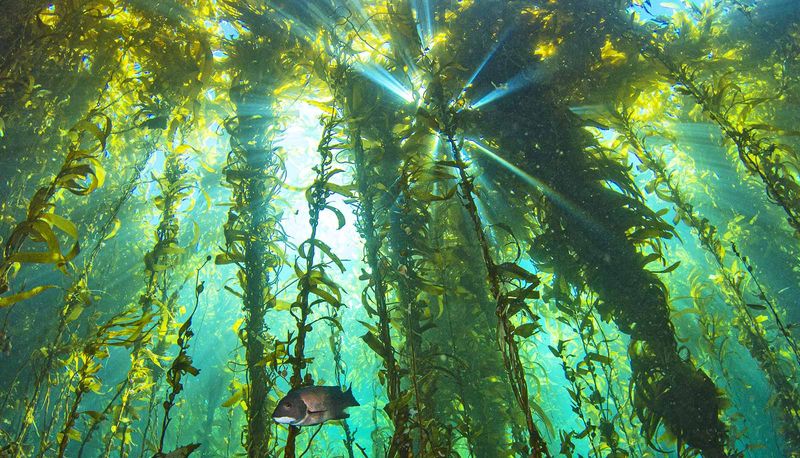 Marine Heatwaves: The Catalyst For Seaweed Forest Expansion