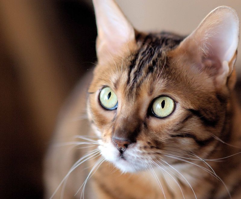 Cats Have A Wider Field Of Vision