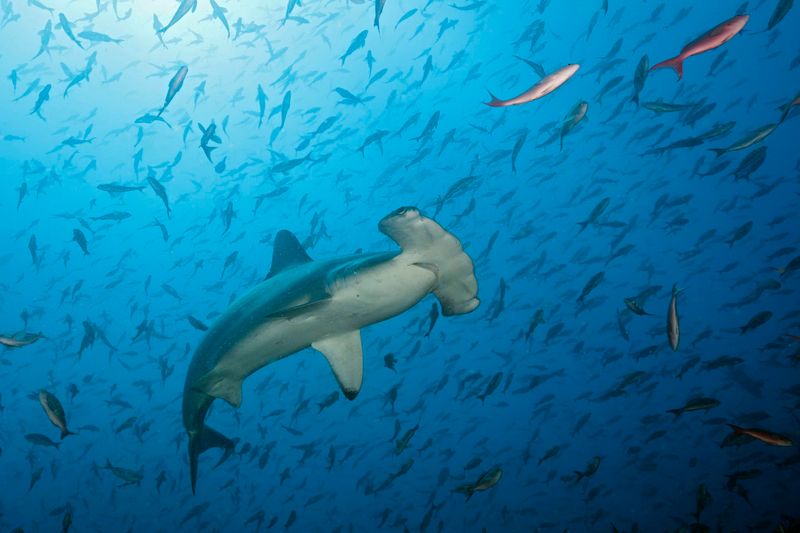 How Can We Support Shark Conservation?