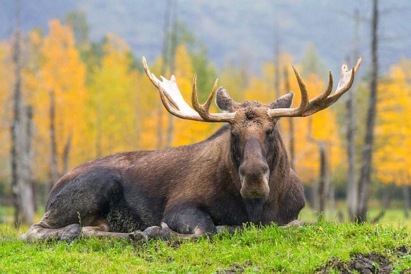 Alaska's Big Mammals Are A Major Draw For Wildlife Tourism