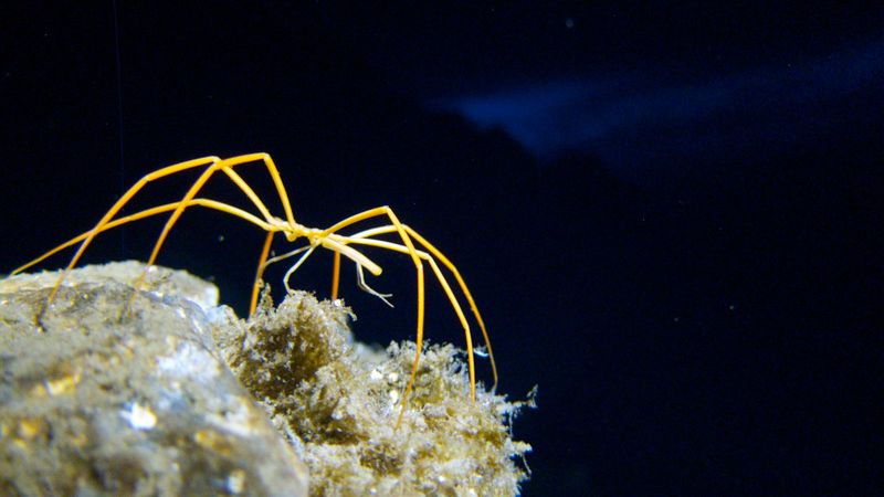 What This Discovery Means For The Future Of Marine Arthropod Research