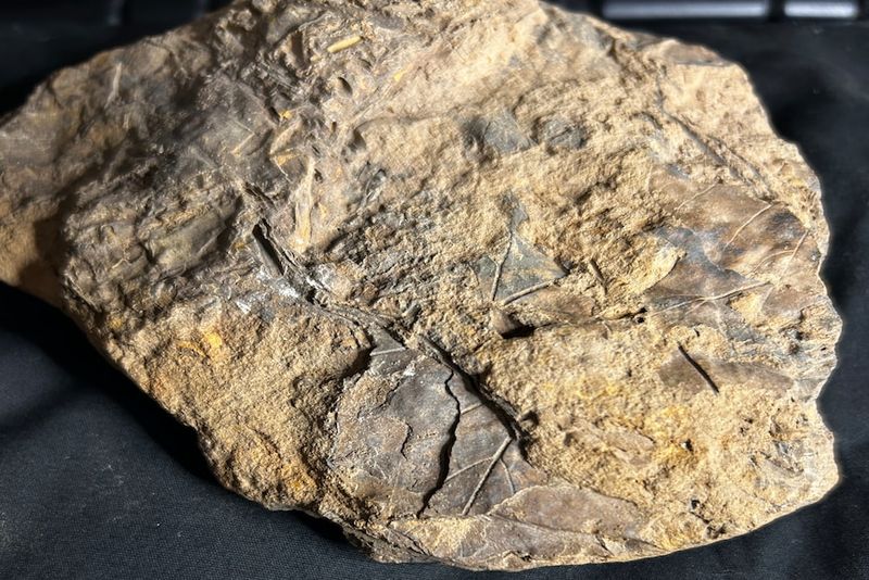 What Fossilized Plant Material Can Teach Us About Dinosaur Diets