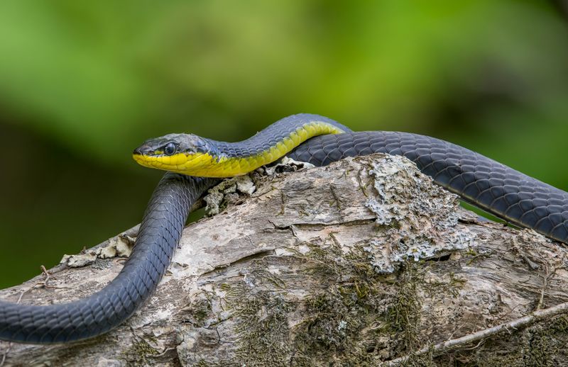 How The Discovery Could Shape Our Understanding Of Snake Evolution