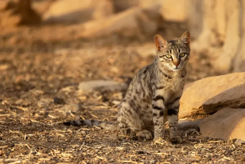The Effects Of Climate Change On The Afro-Asiatic Wildcat's Habitat