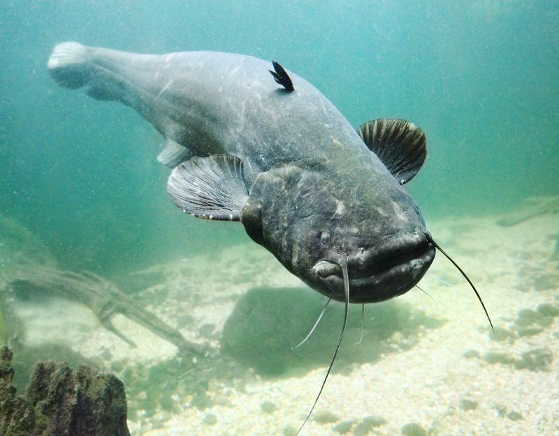 Other Large Fish Species Found In The Mekong