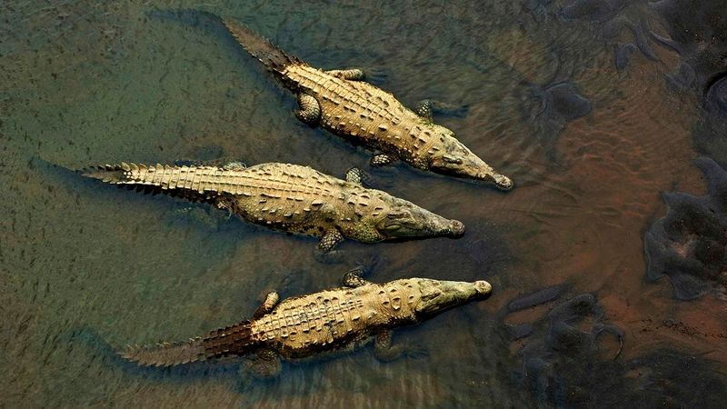 How The New Species Challenge Longstanding Assumptions In Crocodile Biology