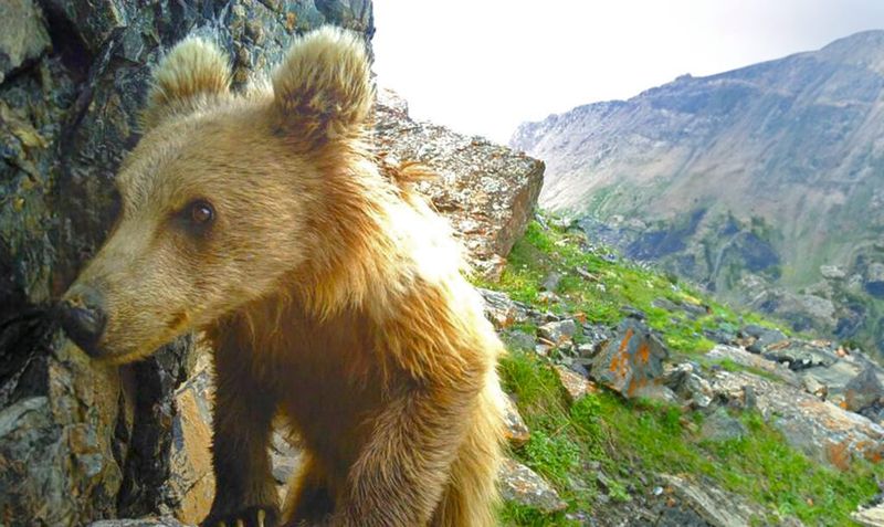 The Tien Shan Brown Bear's Role In The Ecosystem