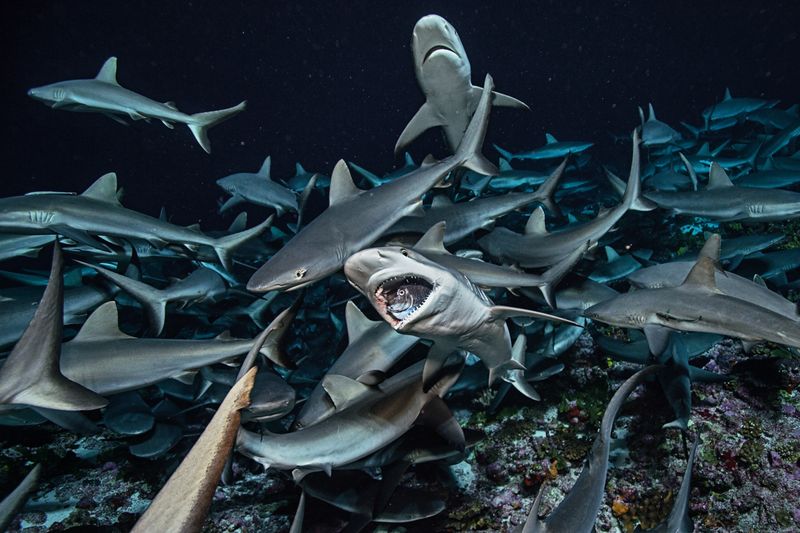 Why Shark Migration Isn't Always A Bad Thing