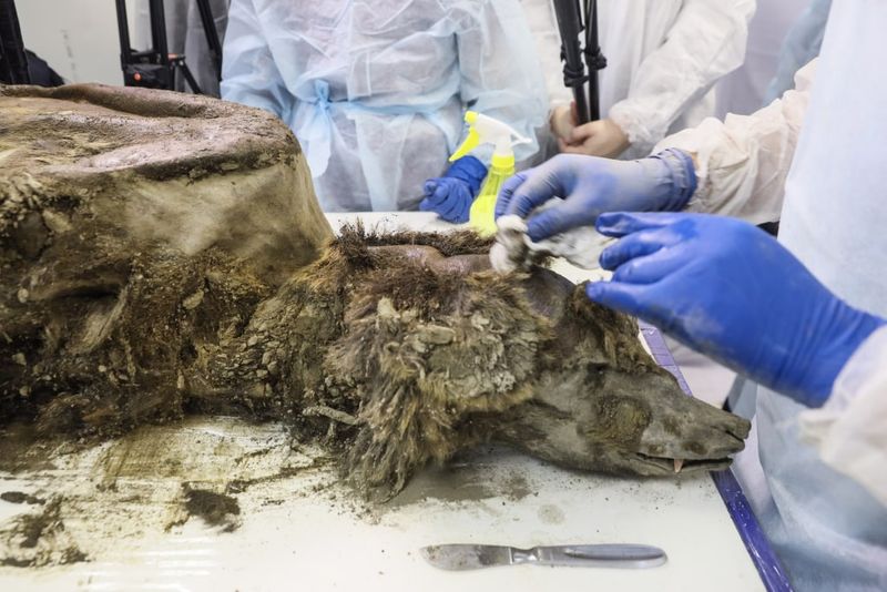 The Importance Of This Discovery For Paleontologists And Scientists