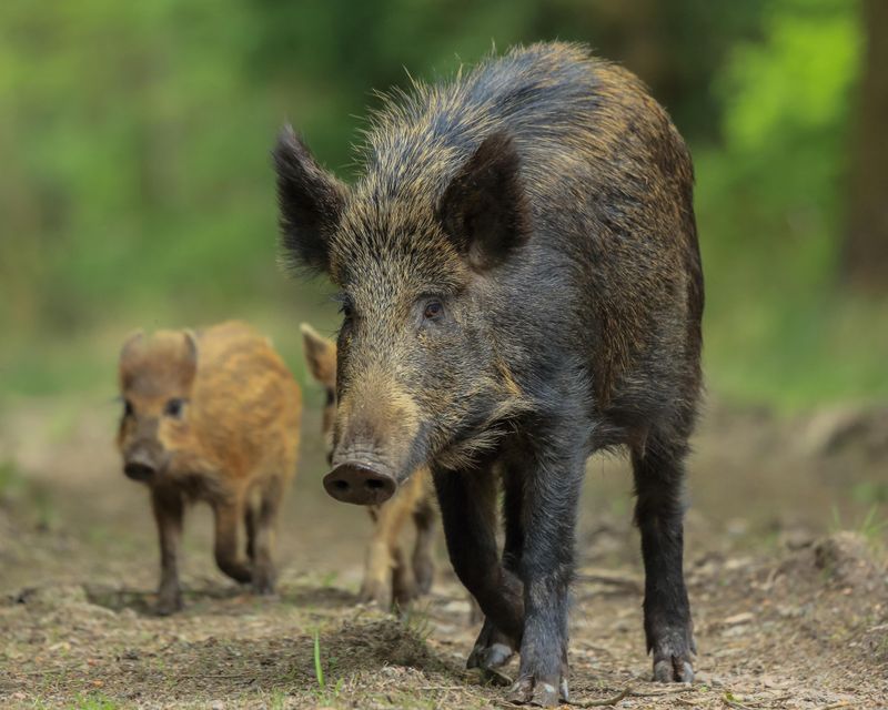 Wild Boar