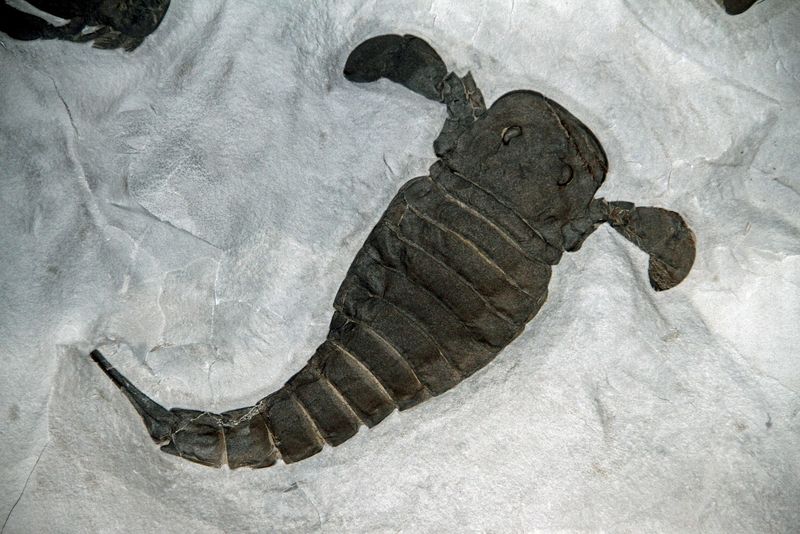 New York's Prehistoric Sea Monsters