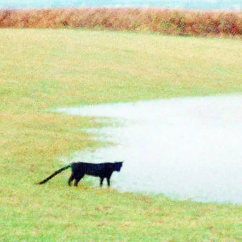 The Beast Of Bodmin Moor