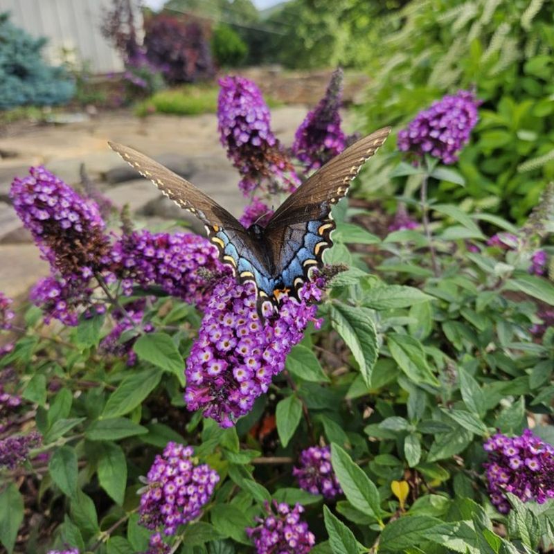 Meet The Shrub That's A Hummingbird Magnet And Deer Deterrent
