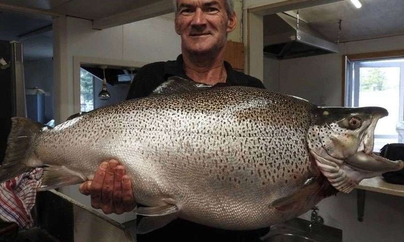 Howard Collins' 40-Pound Brown Trout Miracle