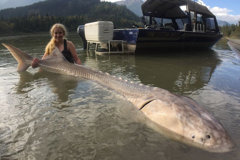 The Giant Beluga Sturgeon