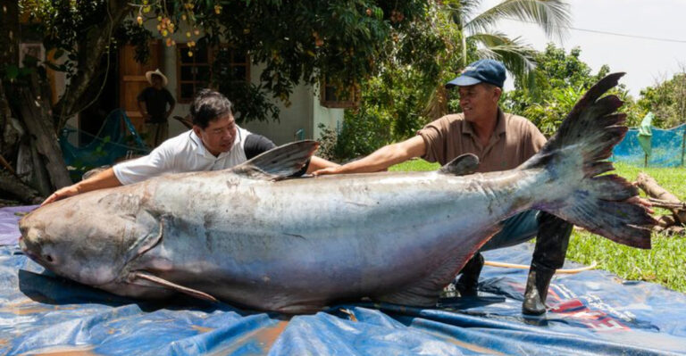 The Largest Freshwater Fish Ever Found