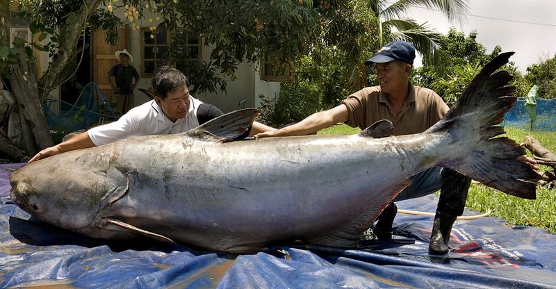 The Record-Breaking Mekong Catfish: 646 Pounds (2005)