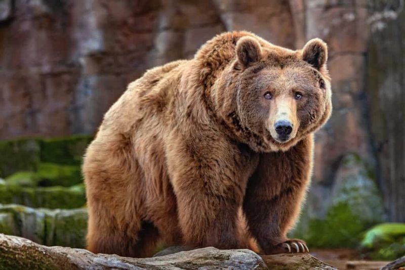 Texas Grizzlies Were A Unique Subspecies