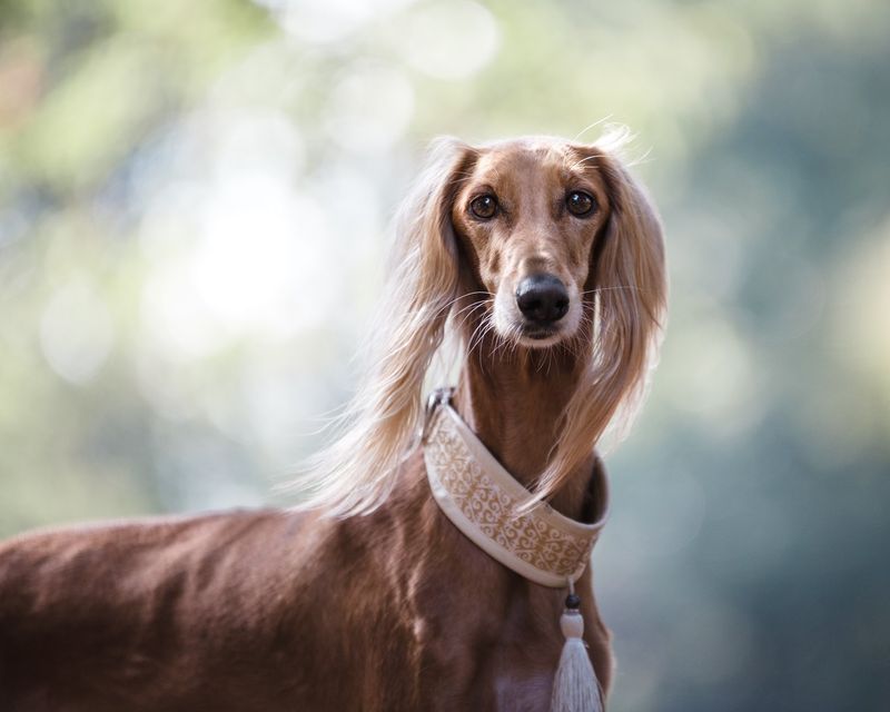 The Ancient Saluki