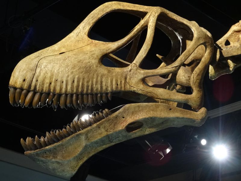 The Remarkable Neck Of Mamenchisaurus sinocanadorum