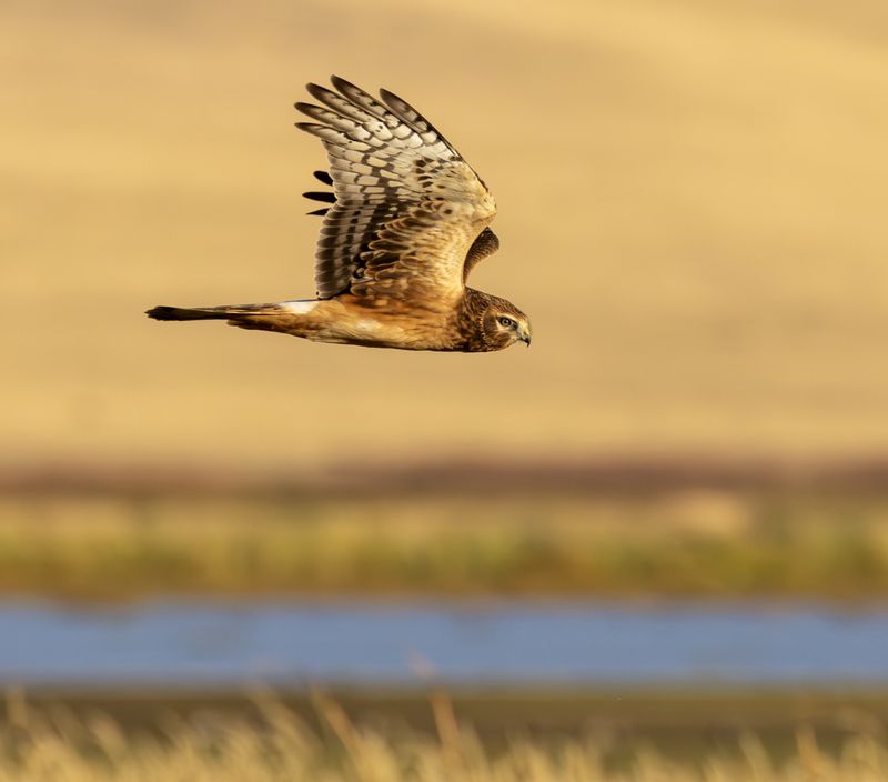 The Northern Harrier