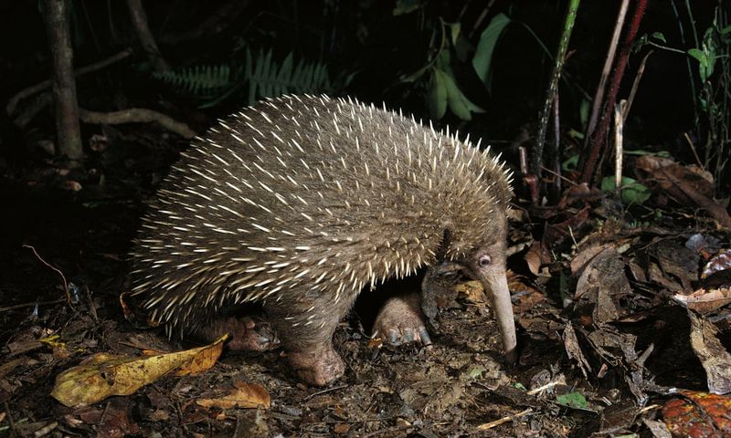 Footage Of The Long-Beaked Echidna Brings Conservation Hope