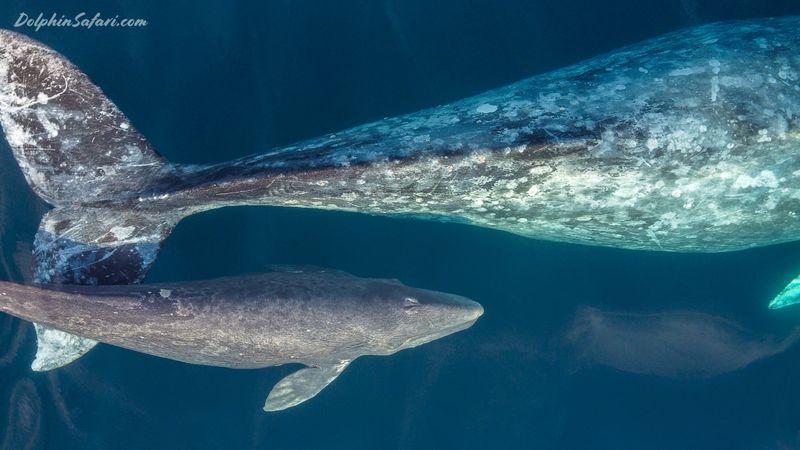 Baby Giants
