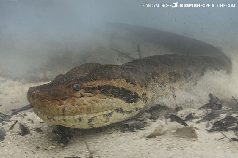 Texas Border Behemoth