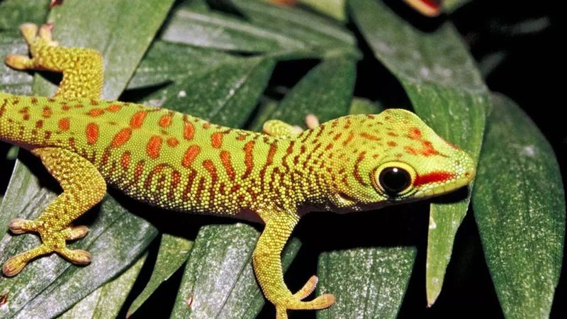 Rethinking Reptile Senses After New Study
