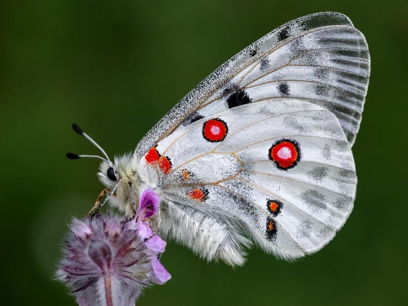 The Apollon Butterfly