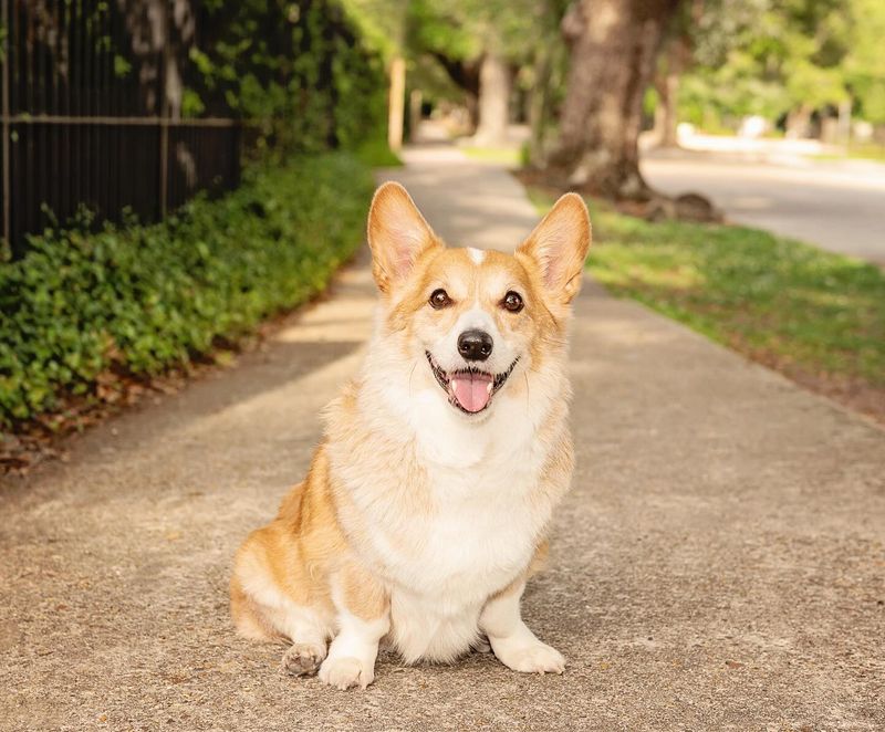 Cheeky Corgis (Pembroke Welsh Corgi)