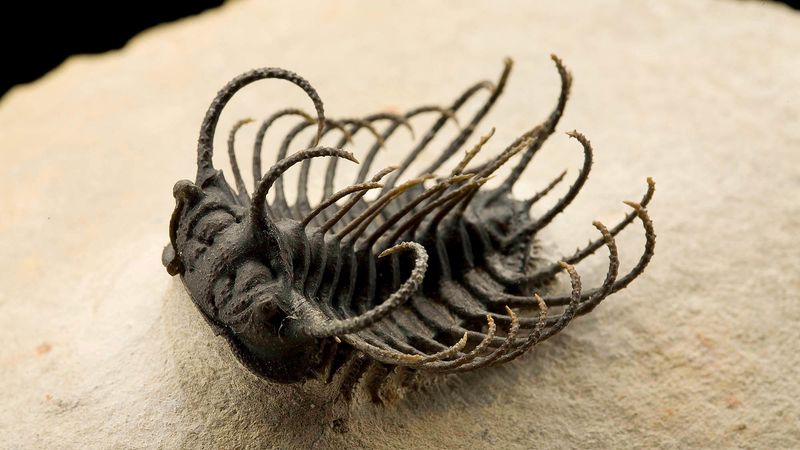 The Trilobite: An Ancient Marine Marvel