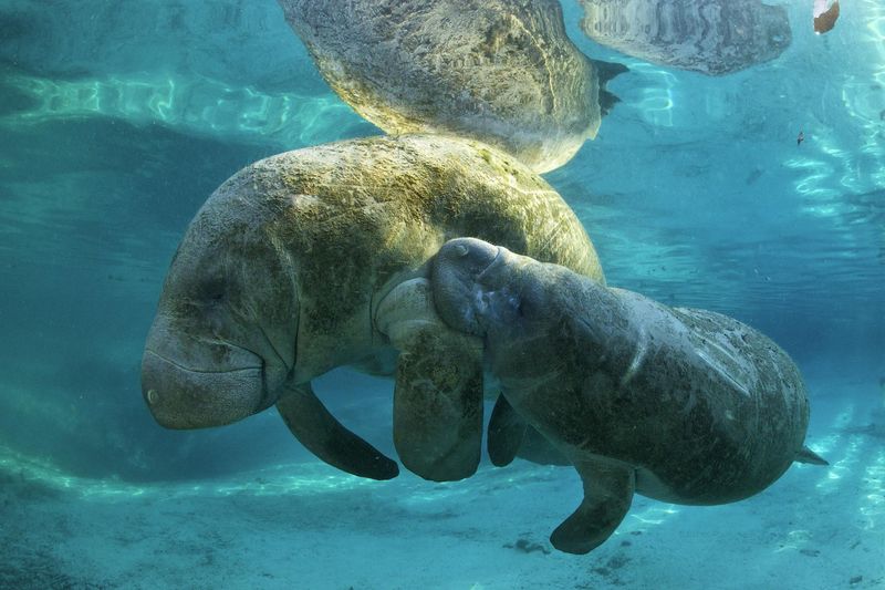 Manatees And Ecosystem Health: An Indicator Species