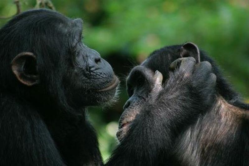 Chimpanzees And Emotional Expression