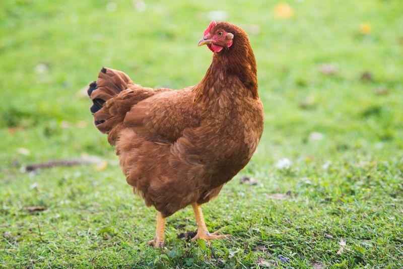 The Rhode Island Red
