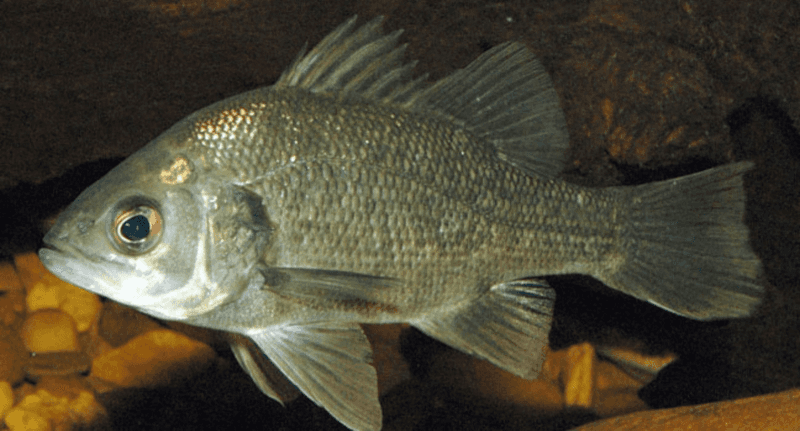 Conservation Efforts Bring Cautiously Optimistic Results