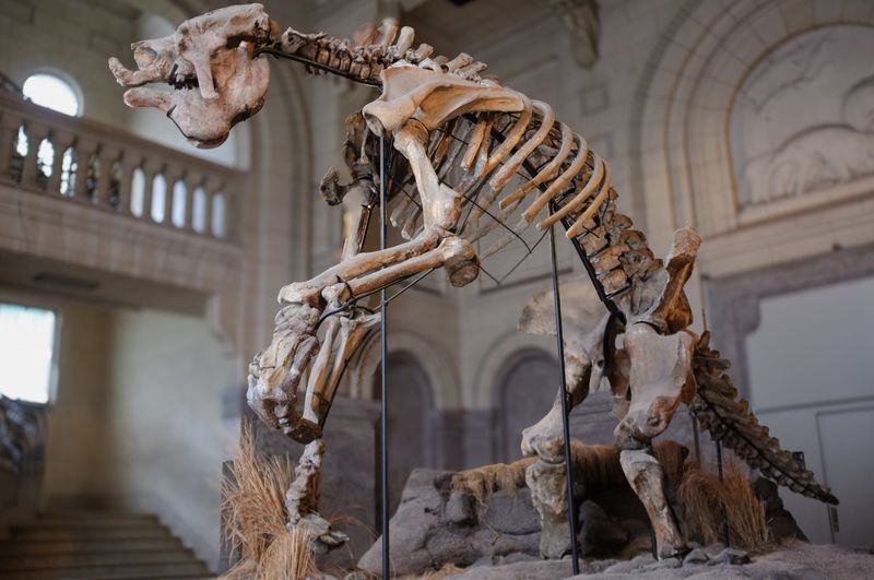 Taller Than Your House: The Giant Ground Sloth